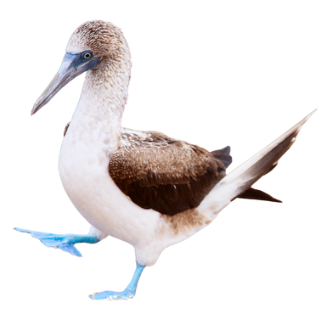 Blue Footed Boobie 2